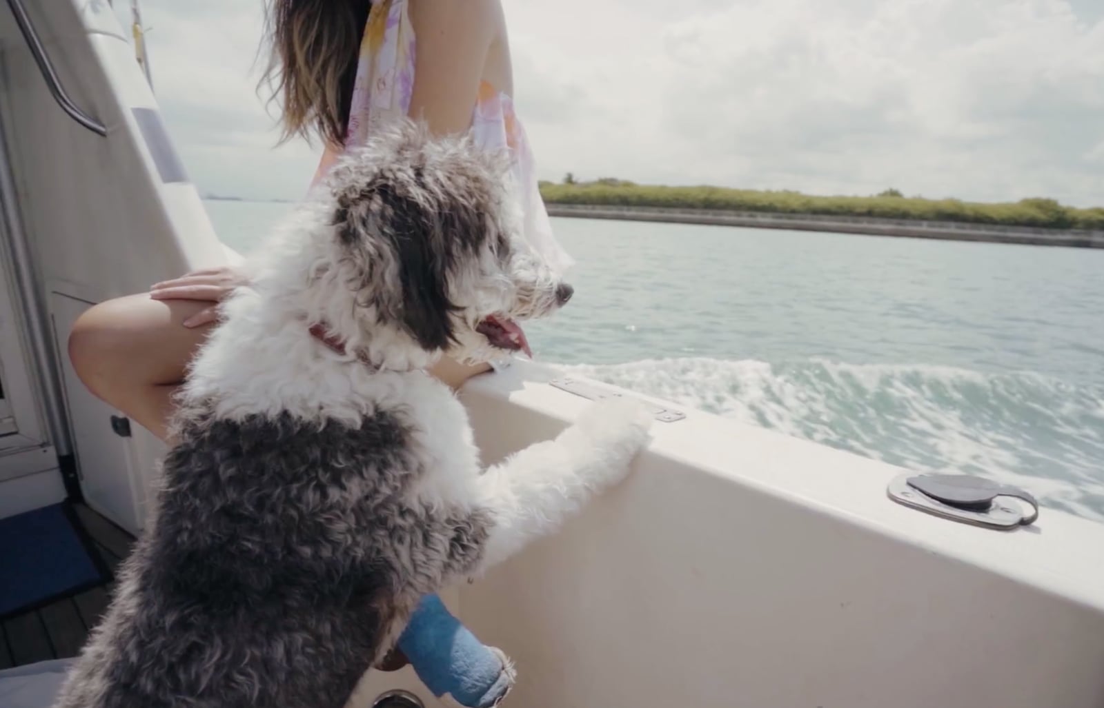 Dogs on deck of a Sea Friends charter