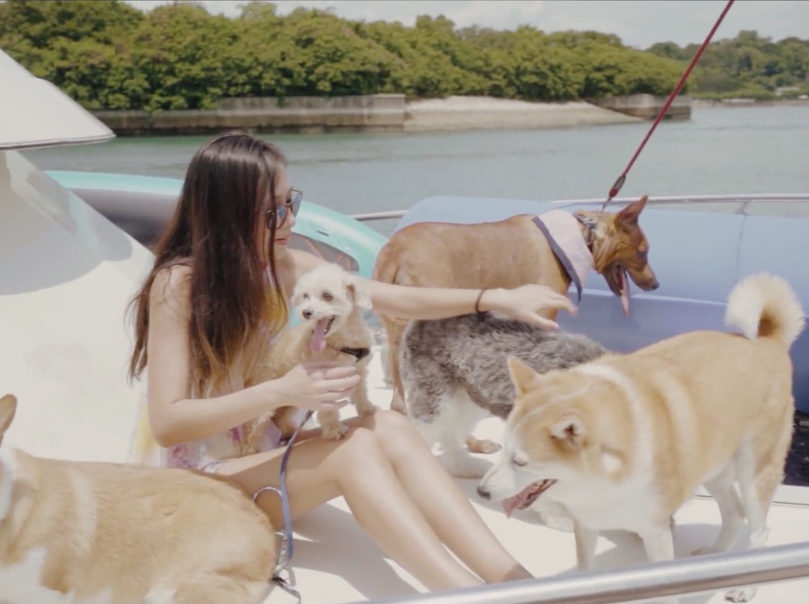 Dog looking out over the water on a Singapore yacht charter